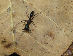 Odontomachus haematodus
