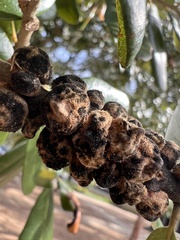 Disholcaspis quercusvirens