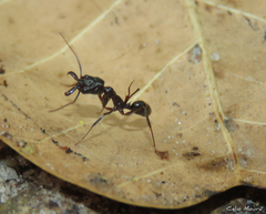 Odontomachus haematodus