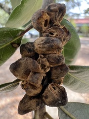 Disholcaspis quercusvirens