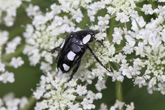 Mausoleopsis amabilis