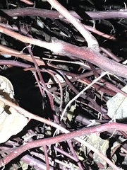 Rieppeleon kerstenii