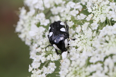 Mausoleopsis amabilis