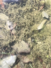 Hydrilla verticillata