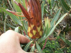 Protea burchellii