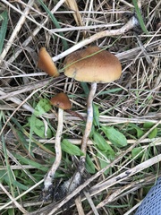 Psilocybe azurescens