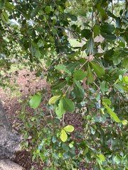 Terminalia
