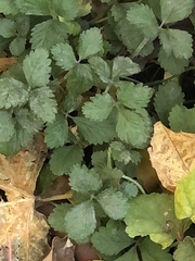 Potentilla indica