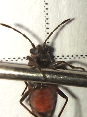 Arocatus melanocephalus