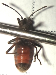 Arocatus melanocephalus