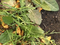 Poa