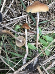 Psilocybe azurescens