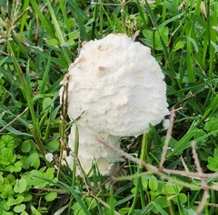 Saproamanita thiersii