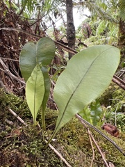 Elaphoglossum