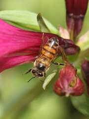 Apis mellifera scutellata