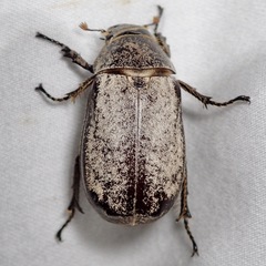 Dermolepida albohirtum