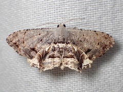 Epiplema thiocosma