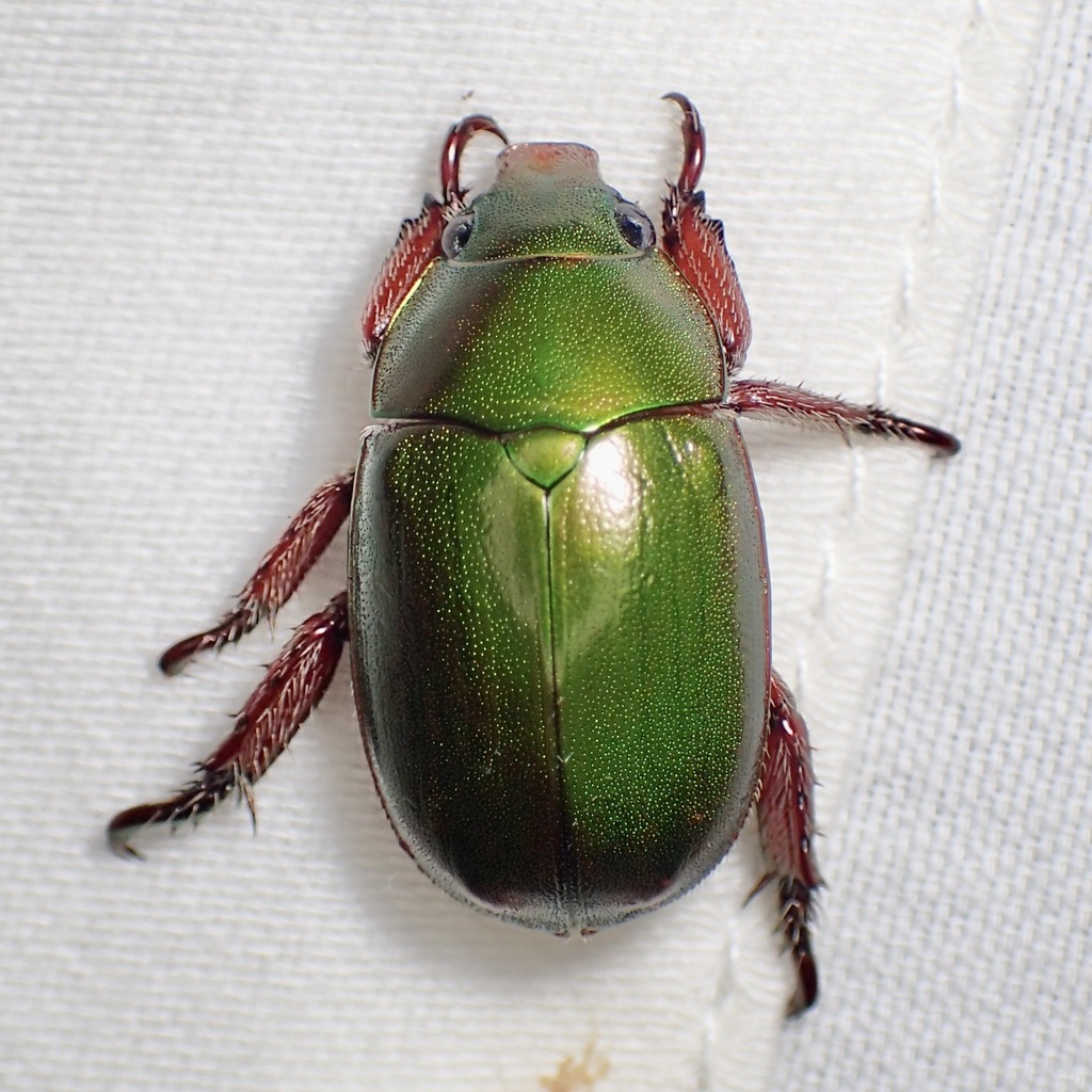 Anoplognathus punctulatus
