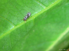 Cephalotes pusillus