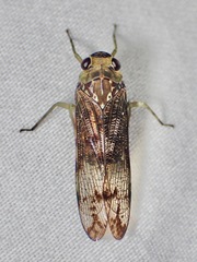 Birdantis virginiae