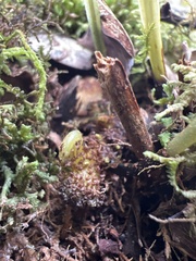 Elaphoglossum