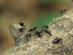 Dolichoderus bispinosus