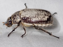 Dermolepida albohirtum