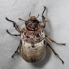 Dermolepida albohirtum