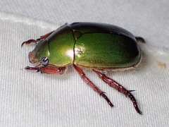 Anoplognathus punctulatus