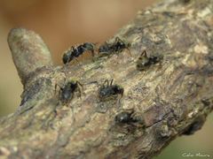 Dolichoderus bispinosus