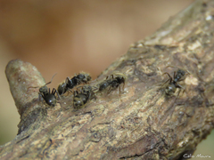 Dolichoderus bispinosus