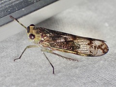 Birdantis virginiae
