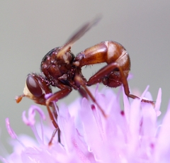 Sicus