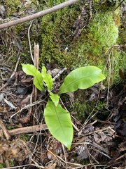 Elaphoglossum