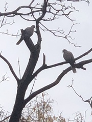 Streptopelia decaocto