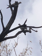 Streptopelia decaocto