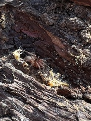 Dysdera crocata