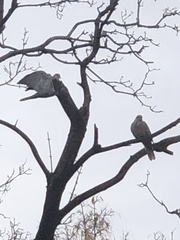 Streptopelia decaocto