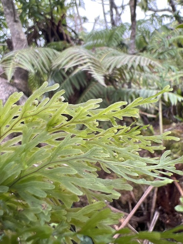 Hymenophyllum recurvum observed 2022-11-09
