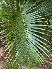 Arecoideae
