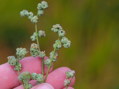 Chenopodium