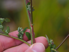 Chenopodium