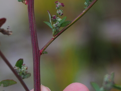 Chenopodium