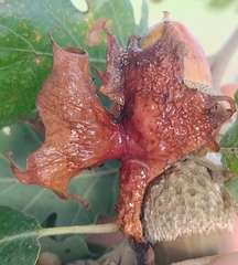 Andricus dentimitratus