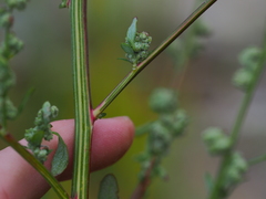Chenopodium