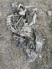 Aptenodytes patagonicus