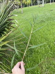 Paspalum fasciculatum