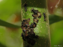 Dolichoderus bispinosus