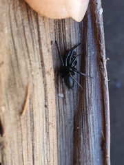 Gnaphosidae