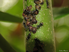 Dolichoderus bispinosus